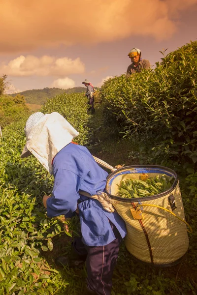 People working  on tea plantation — Stock Photo, Image