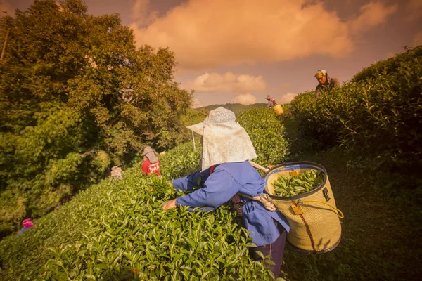 Thé Récolte à la plantation de thé — Photo