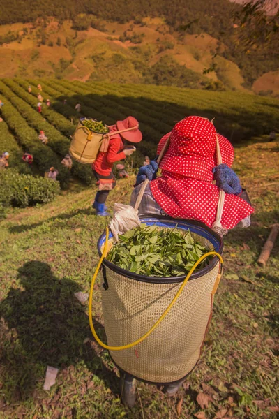 Mensen die werken op thee plantage — Stockfoto