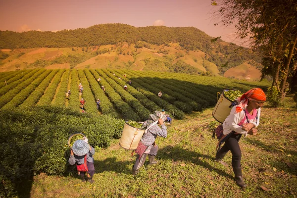 Mensen die werken op thee plantage — Stockfoto