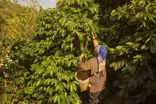 Žena pracuje na kávové plantáže — Stock fotografie