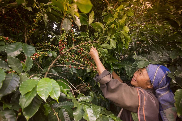 Kvinna som arbetar på kaffe plantage — Stockfoto