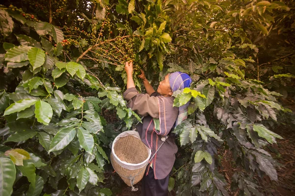 Žena pracuje na kávové plantáže — Stock fotografie
