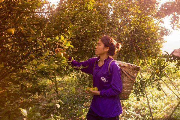 Femme travaillant sur la plantation d'orange — Photo