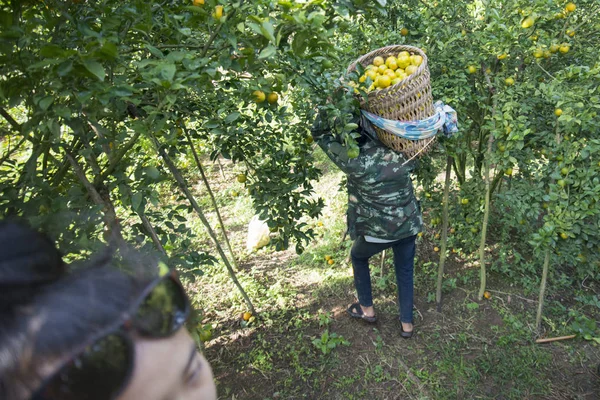 A narancssárga ültetvény dolgozó nő — Stock Fotó