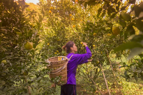 Femme travaillant sur la plantation d'orange — Photo