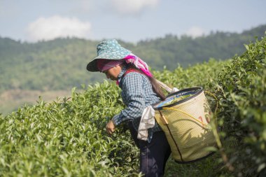 çay, çay plantasyon hasat