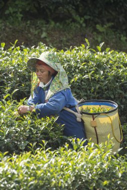 çay, çay plantasyon hasat