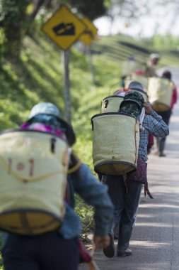  çay taşıyan insanlar yaprak