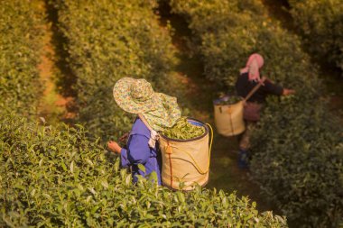 İnsanlar çay plantasyon üzerinde çalışma
