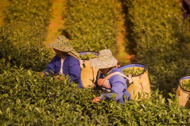 İnsanlar çay plantasyon üzerinde çalışma