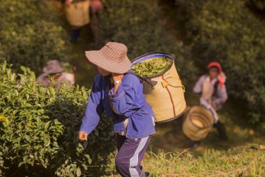 İnsanlar çay plantasyon üzerinde çalışma