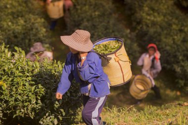 people working  on tea plantation clipart