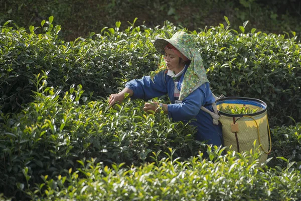 Colheita de chá na plantação de chá — Fotografia de Stock