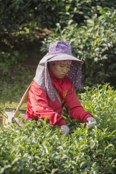 Tea Harvest at the tea plantation — Stock Photo, Image