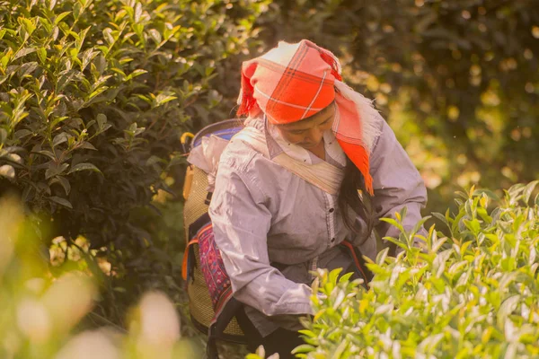 Cosecha de té en la plantación de té — Foto de Stock