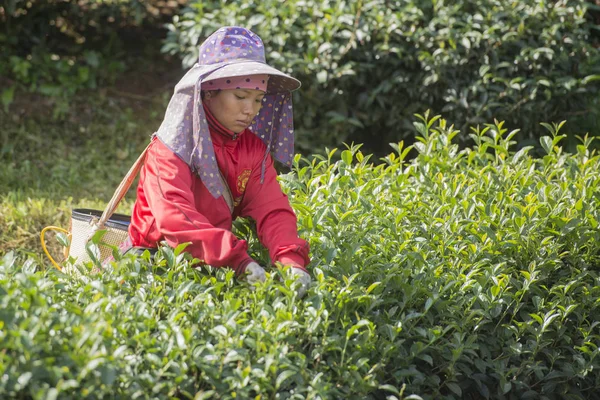 Thee oogst op de thee plantage — Stockfoto