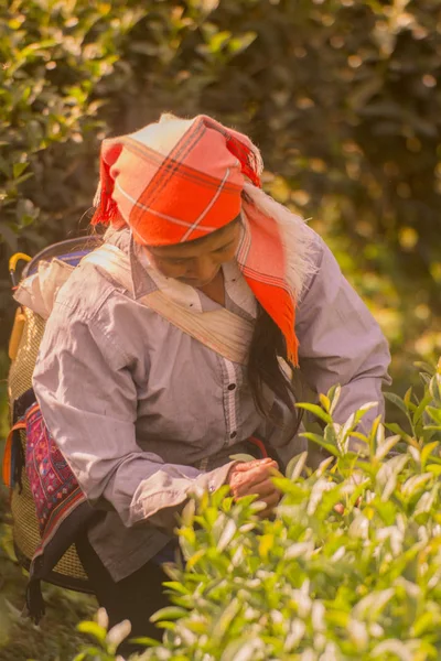 Thé Récolte à la plantation de thé — Photo