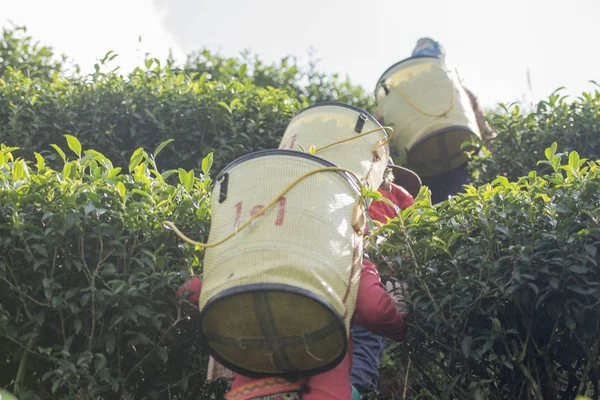 Människor som arbetar på teplantage — Stockfoto