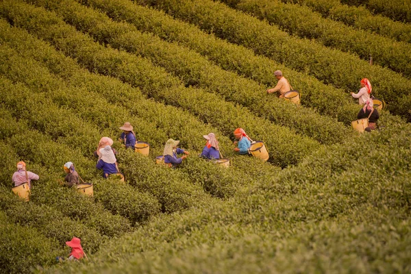 紅茶プランテーションで働く人々 — ストック写真