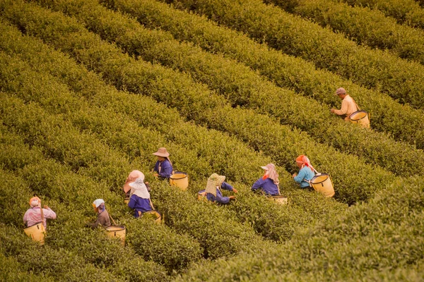 紅茶プランテーションで働く人々 — ストック写真