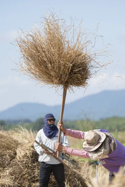 Farmers working on field — Stock Photo, Image