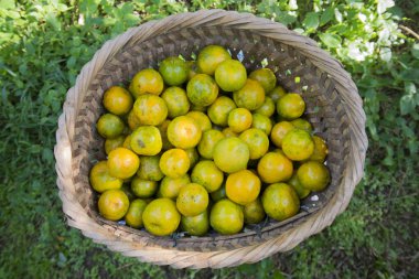Turuncu Saç ekimi, Tayland