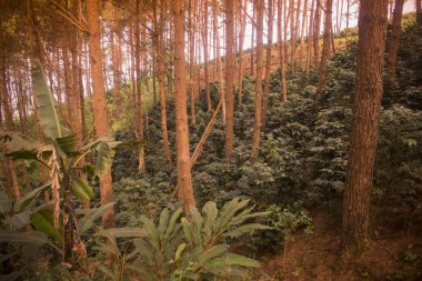 bir kahve saç ekimi, Tayland