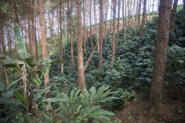 bir kahve saç ekimi, Tayland