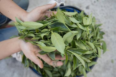çay yaprakları ellerinde