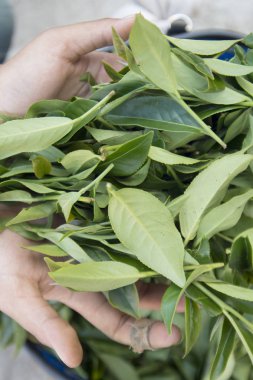 çay yaprakları ellerinde