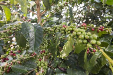 kahve saç ekimi, kahve hasat