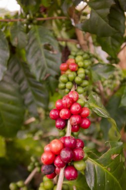 kahve saç ekimi, kahve hasat