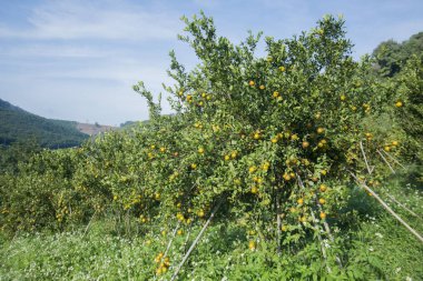 Turuncu Saç ekimi, Tayland