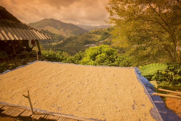 kahve saç ekimi, kahve hasat