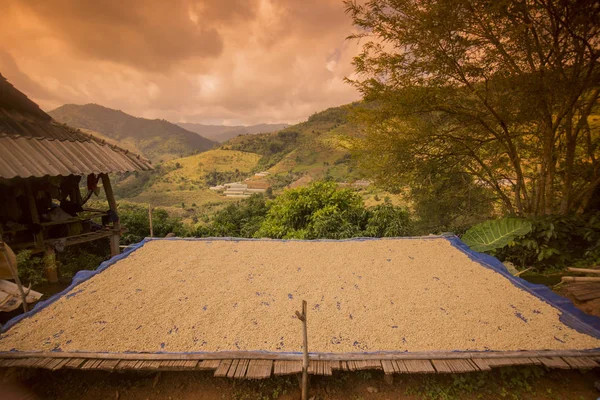 kahve saç ekimi, kahve hasat