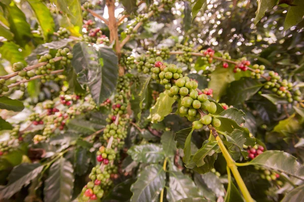 coffee Harvest  at the coffee plantation