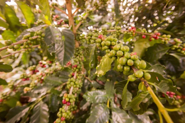 coffee Harvest  at the coffee plantation