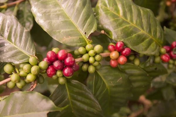 A coffee plantation kávé betakarítás — Stock Fotó