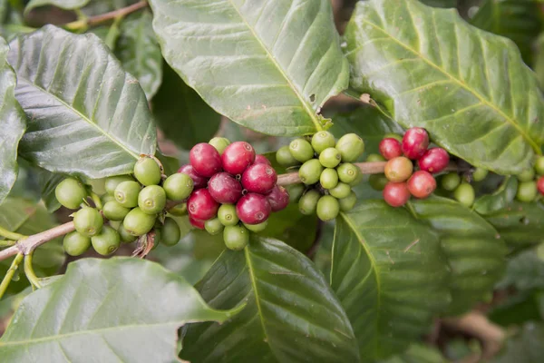 A coffee plantation kávé betakarítás — Stock Fotó