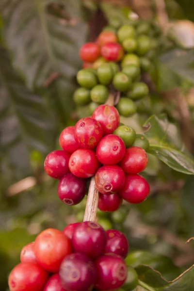 Café Colheita na plantação de café — Fotografia de Stock