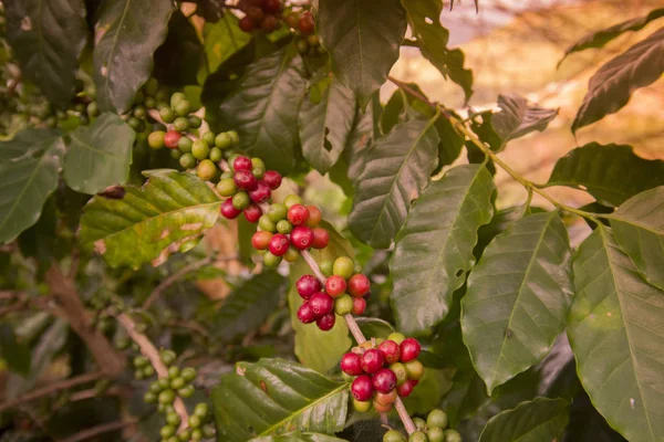 Café Récolte à la plantation de café — Photo