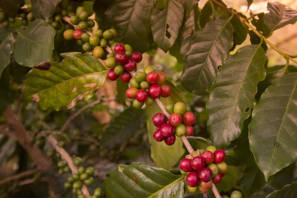 Café Récolte à la plantation de café — Photo