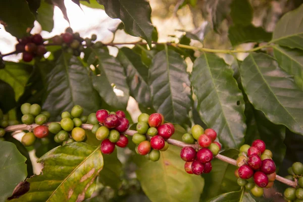 A coffee plantation kávé betakarítás — Stock Fotó