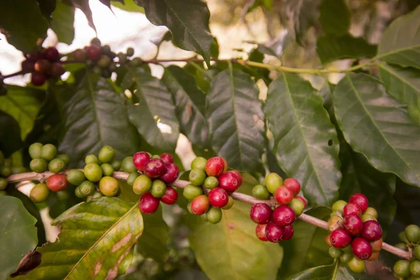 coffee Harvest  at the coffee plantation