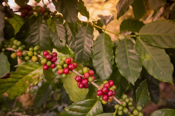 coffee Harvest  at the coffee plantation