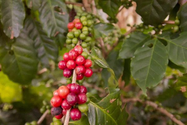 Café Récolte à la plantation de café — Photo