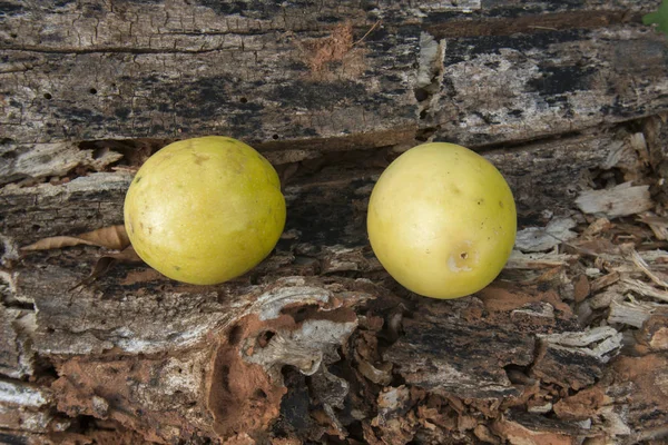 Een plantage passievruchten — Stockfoto