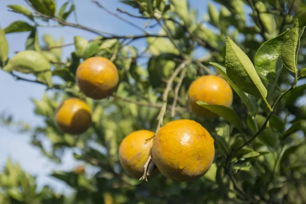 Plantação de laranja, Tailândia — Fotografia de Stock