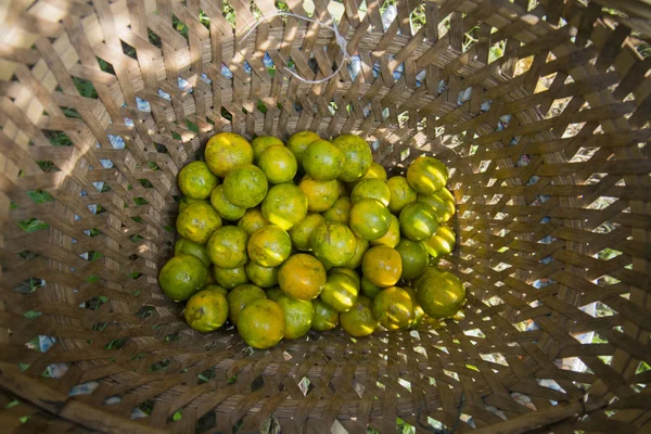 Plantação de laranja, Tailândia — Fotografia de Stock